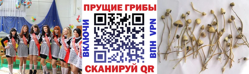 где можно купить наркотик  Черняховск  hydra ссылка  Галлюциногенные грибы MAGIC MUSHROOMS 